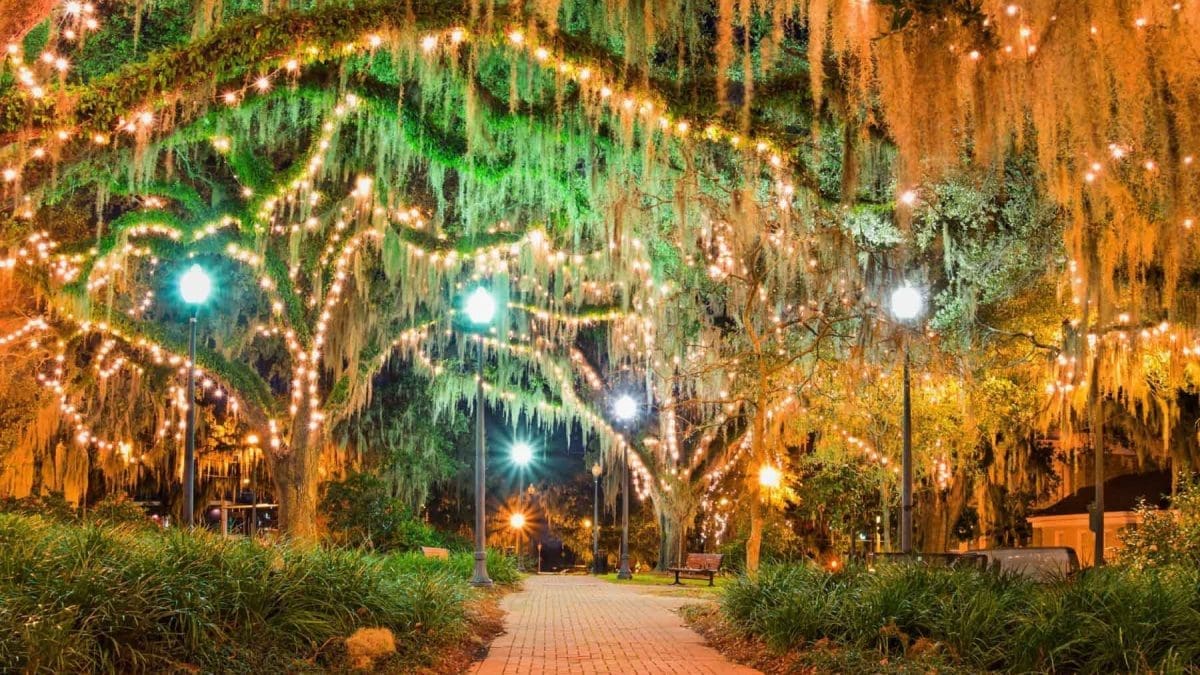 Lights in oak trees at night in downtown tallahassee