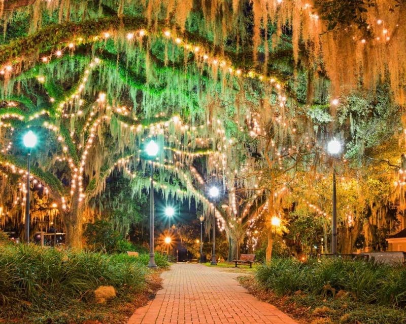 Lights in oak trees at night in downtown tallahassee